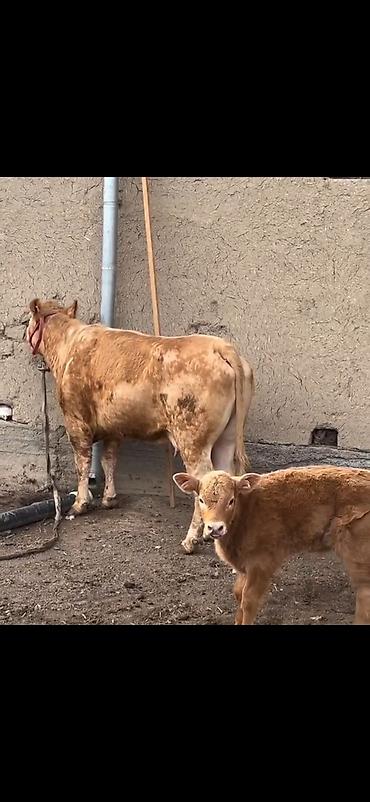 Inəklər, öküzlər: Satlıq heyvan – inək ilə buzov dəsti - Növ: inək və yanında erkək — 3