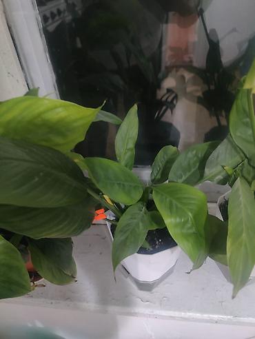 спатифиллум: Спатифиллум (Spathiphyllum) — комнатные растения в горшках. за все — 3