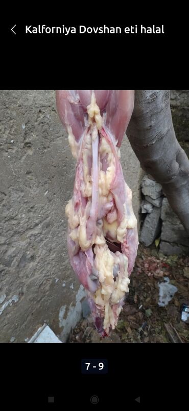 Ət: Salam temiz kaliforniya sortu🐇 dovsha eti isdeyen — 24