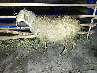 Баран, овца: Продаю | Овца (самка), Ягненок — 7