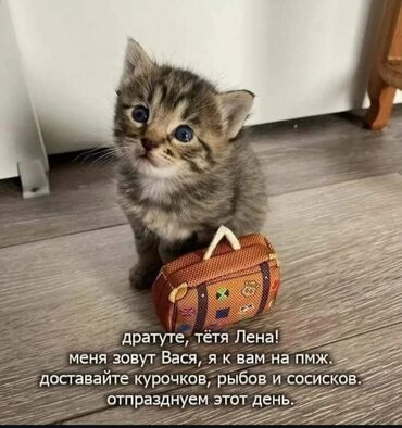 шотландская кошка скоттиш страйт: Кошка даром: Беспородная, 3 месяца, Девочка, Приучена к лотку, Проглистована