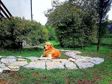 Kuća na dan: Božićno dekorisana planinska kuća za odmor i uživanje. 145m2 i 11 — 10