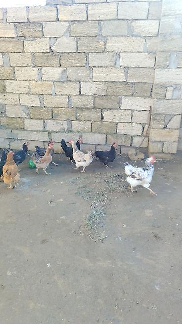 Toyuq, Yumurtalıq