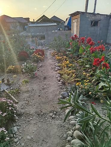 Другие товары для дома и сада: Продается цветы разных видов. Цена от 25сом до 5000тыс сом. В наличии — 4