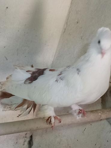 Quşlar: Tam sağlam qızğın erkək London pavlinləri dişisi yoxdur barter ancaq — 4