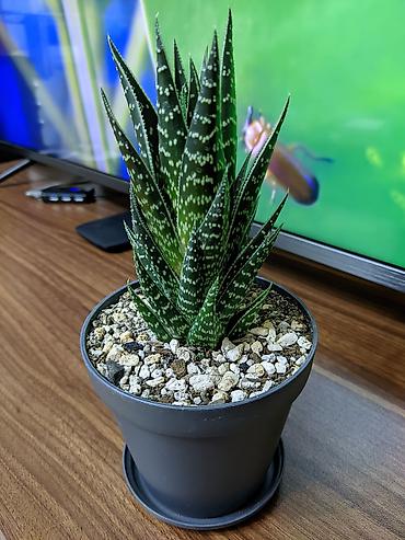 xoruz otu bitkisi: Aloe "Tiki tahi". Hibrid aloe növüdü. Baxımı çox sadə. Sumqayıt — 3