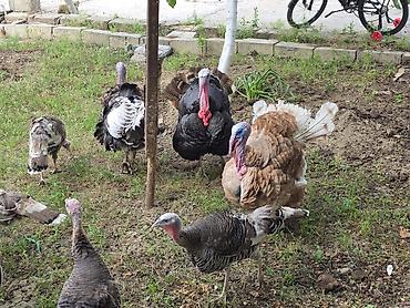 brolyer: Hinduşka balaları və damazlıqvə ətlik 6-8kilo ət veren hinduşkalar — 5