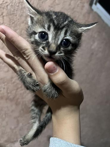бурманский котенок: Котёнок тигрового окраса (серо-коричневый табби) с яркими полосками и — 1