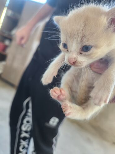 Pişiklər: Dişi, Erkək, Yaxşı əllərə, Ünvandan götürmə, Pulsuz çatdırılma — 7