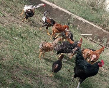 yerli cins inekler: Toyuq, Australorp, Damazlıq