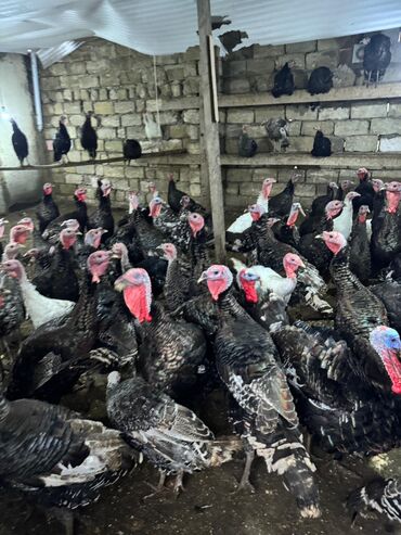 Hinduşka: Məhsul: Hinduşka sürüsü Təsvir: - Şəkillərdə gördüyünüz damazlıq — 7