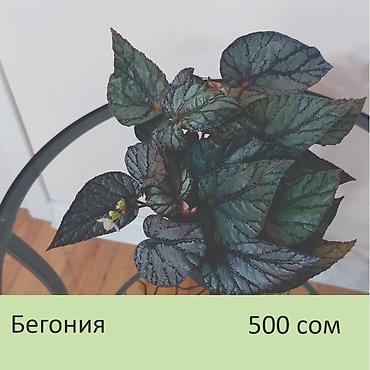 аглаонемы: Комнатные растения. Цена на фото.
Забирать в Чон-Арыке — 6