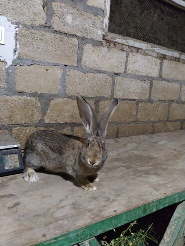 kaliforniya dovşan: Rizen balalari