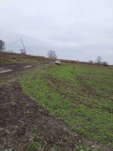 Torpaq sahələrinin satışı: 150 sot, Kənd təsərrüfatı, Barter mümkündür, Kupça (Çıxarış) — 2