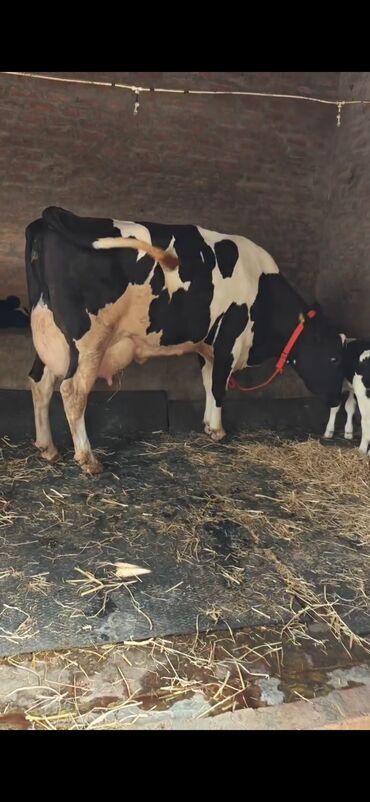 Inəklər, öküzlər: Holşteyn cinsli inək buzovla birlikdə - Qara-ağ rəngli, iri bədən — 8