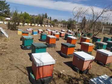 Ищу инвестора для развития и расширение пчеловодство бал ондурууго