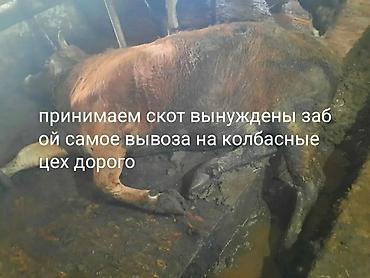 баран живой купить: Колбасный цех : Коровы, быки, | Круглосуточно, Любое состояние, Забитый — 1