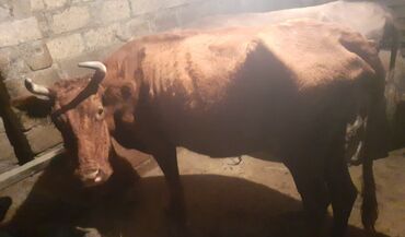 simmental cinsi: Erkək, il: 3, 180 kq, Damazlıq, Ünvandan götürmə