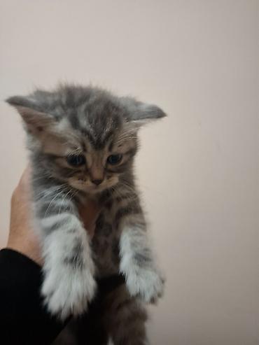 кошки шотландские: Котята домашние, ласковые и ручные. - Окрас: - серебристые тигровые — 3