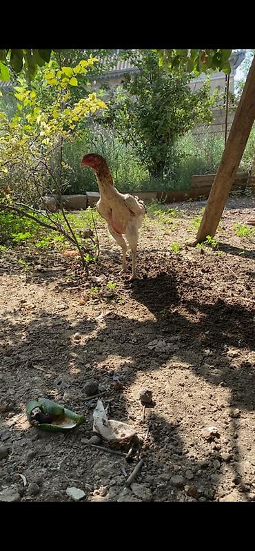brama cucə: Xoruz, Heyratı, il: 2, Ünvandan götürmə, Ödənişli çatdırılma — 8