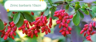 Şitillər: Salam Güllər Rusiyada gelib xarici gülldü nömrədə whatsapp var — 22