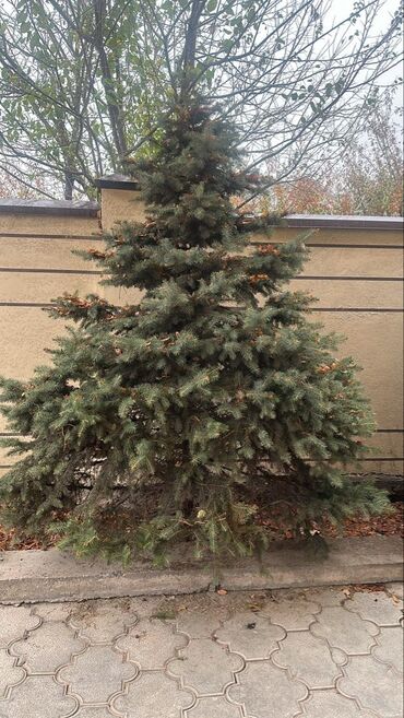 цветы красивые разное: Продаются ели Разных видов Отлично подходит для участка, декора