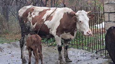 Inəklər, öküzlər: Dişi, Simental, il: 3, 450 kq, Damazlıq, Südlük