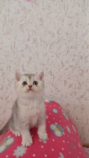 Pişiklər: Şinşilla, Erkək, Dişi, Yaxşı əllərə, Pulsuz çatdırılma — 1