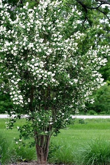 Сирень: Фото1-3 Сирень махровая на срез для букетов, с потрясающим ароматом — 4