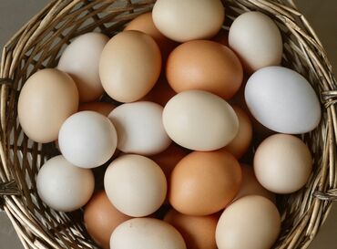 перепела яйца: Яйцо куриное оптом доставка по всему городу бесплатно свежие и целые