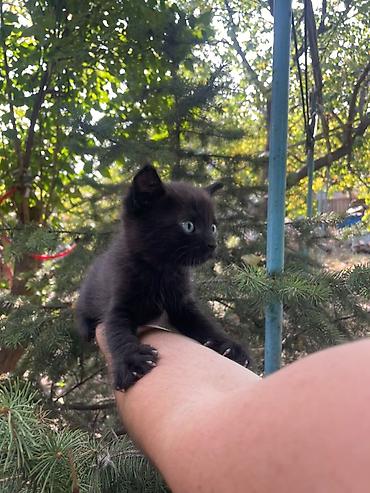 Кошки: Милые котятки ищут заботливых хозяев! - Очаровательные малыши — 3