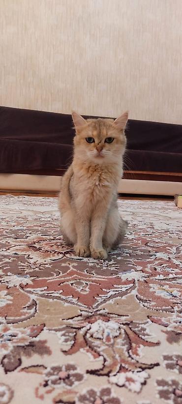 heyvan bazari: Qızıl şinşilla, Dişi, Yaxşı əllərə, Ödənişli çatdırılma — 3