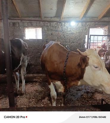 heyvan satisi: Simmental duye satilir. 3 aydı dogub. Boyuk Heyvan deyil . Hal hazirda — 1
