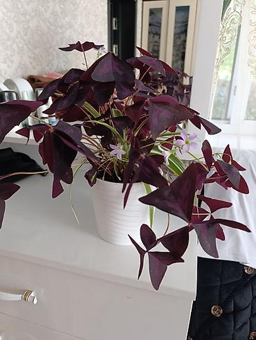 комнатные лимоны: Оксалис треугольный (Oxalis triangularis), «фиолетовый кислица» в — 2