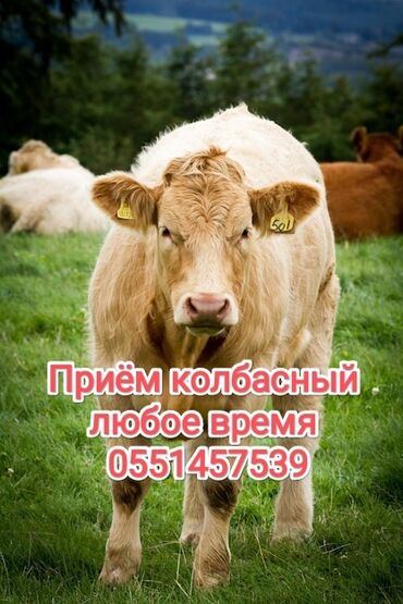 продаю овца: Куплю | Коровы, быки, Лошади, кони, Бараны, овцы | Любое состояние, На откорм, Откормленные