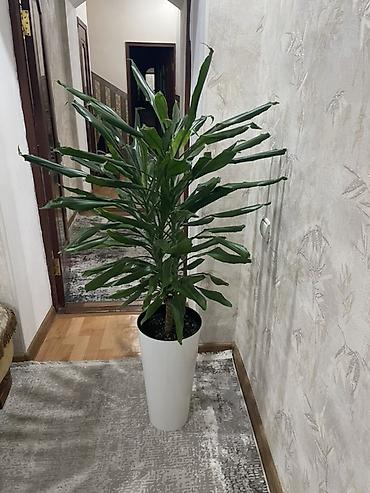 Комнатное растение Dracaena ( драцена душистая ) в высоком белом