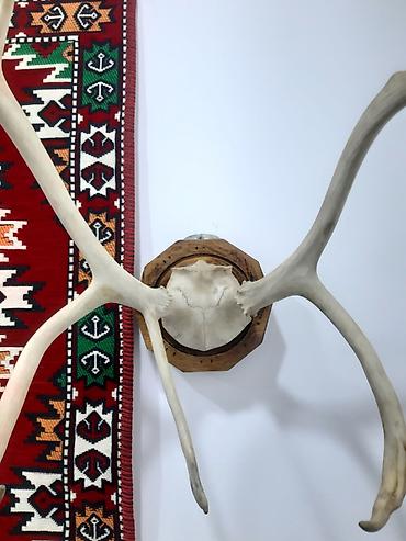 Buynuzlar: Divar Dekoru – Trophə Buynuz Kompozisiyası - Material: təbii heyvan — 3