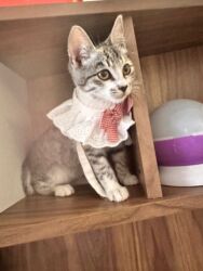 купить котенка бесплатно: Şinşilla, Yaxşı əllərə