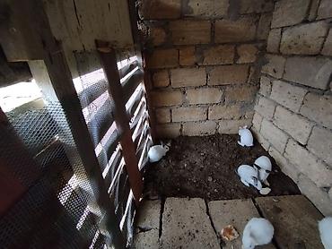 meydan iti satilir: Satılır: dekorativ və ətlik istiqamətə uyğun dovşan balaları — 7