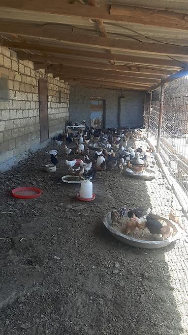 ev quşlari haqqinda melumat: Satış: kənd toyuqları (qarışıq cinslər) Məhsul təsviri: - Təbii — 3