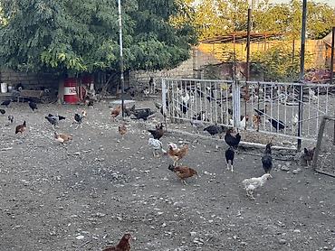 kənd toyuqlarının satışı: Beçələr satılır. Qiyməti 13 manat Ünvan: Şəki Göybulaq kəndi - — 4
