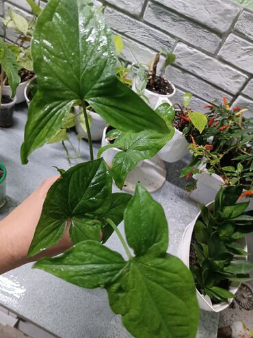 купить маленький аквариум: Коллекция комнатных растений (черенки/молодые растения): 1)