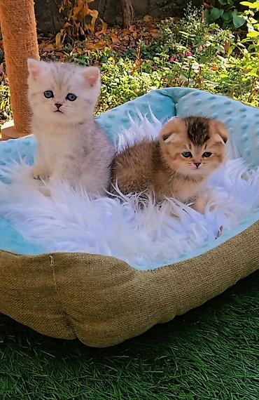 продам вислоухих котят: Шотландские чистопородные котята. Скоттиш фолд и страйт. Ласковые — 1