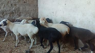 Баран, овца: Продаю | Баран (самец) | Для разведения | Осеменитель — 6