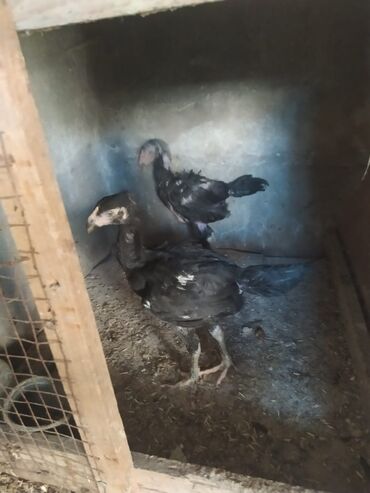 Digər quşlar: 2 aylıqdi biri 15 m