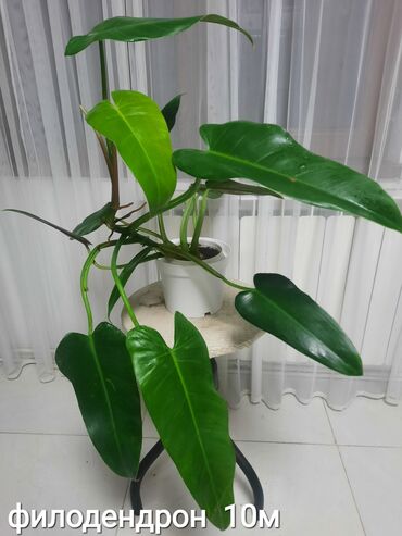 Otaq bitkiləri: Otaq bitkiləri kolleksiyası 1) Papоротnik – 20 m - Sərfəli otaq — 11