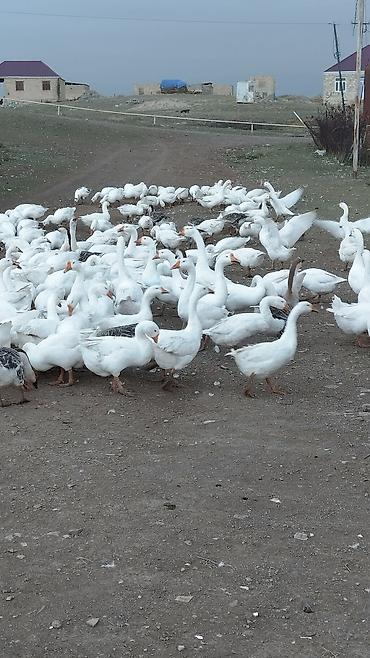 rus qazı: Qazlar satılır 100-200 arası var hamsi tam sağlamdı bordag kök — 2
