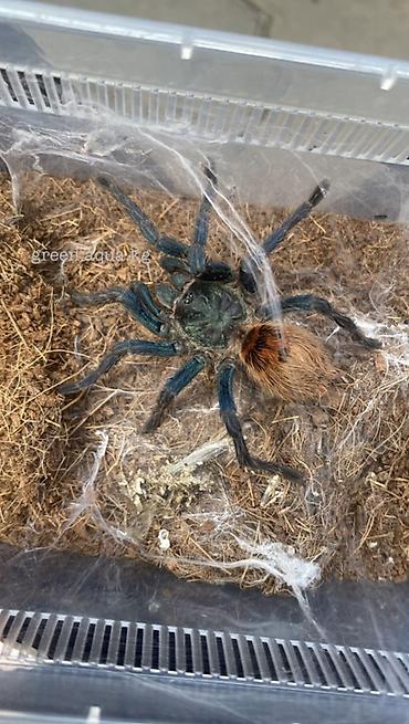 черв: Экзотика в Бишкеке🕸️🕷️ @green.aqua.kg Паукообразное для террариума — — 2