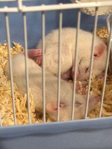 bala kirpi: Ağ rəngli ev siçovulları (albino) – cütlük - Qırmızı gözlü, qısa