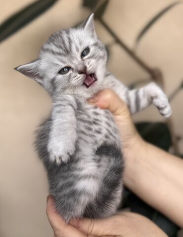 Pişiklər: Şotland — 29